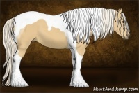 Horse Color:Palomino Tobiano 