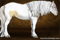 Horse Color:Palomino Splash Tobiano 