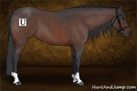 Horse Color:Bay Roan 