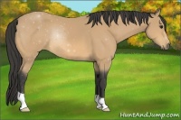 Horse Color:Buckskin 