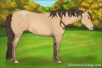 Horse Color:Amber Champagne Roan 