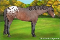 Horse Color:Bay Appaloosa 