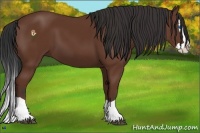 Horse Color:Bay Splash 