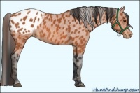 Horse Color:Bay Splash Tobiano Appaloosa  Brindle