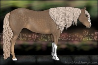 Horse Color:Chocolate Palomino 