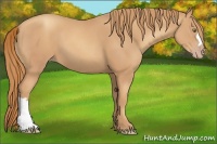 Horse Color:Gold Champagne 
