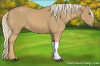 Horse Color:Palomino