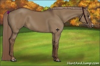 Horse Color:Liver Red Dun 