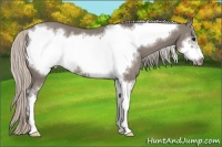 Horse Color:Silver Grullo Sabino Frame