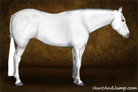 Horse Color:Gray Red Dun Appaloosa 