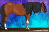 Horse Color:Bay 