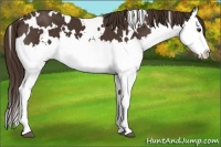 Horse Color:White Spotted Liver Chestnut Splash 