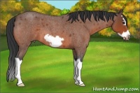 Horse Color:Bay Roan Splash Frame
