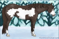 Horse Color:Liver Chestnut Frame 