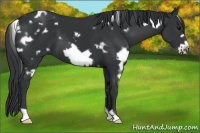 Horse Color:White Spotted Black Frame 