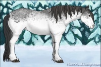 Horse Color:White Spotted Blue Roan Rabicano  Brindle