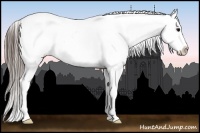 Horse Color:Black Snowcap 