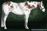 Horse Color:White Spotted Bay 