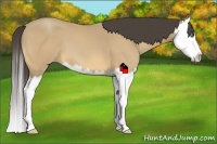 Horse Color:Amber Cream Champagne Splash 