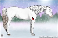 Horse Color:Smoky Black Snowcap 