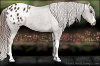 Horse Color:Liver Chestnut Appaloosa 