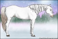 Horse Color:Smoky Black Appaloosa 