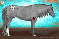Horse Color:Black Appaloosa 
