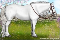 Horse Color:Palomino Sabino Appaloosa 