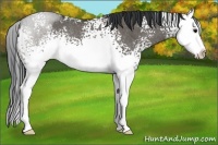Horse Color:White Spotted Grullo Sabino Splash Rabicano 