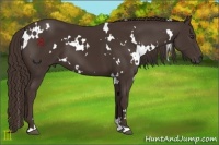 Horse Color:White Spotted Liver Chestnut 