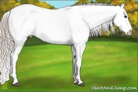 Horse Color:Chocolate Palomino Roan Appaloosa