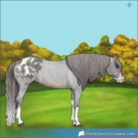 Horse Color:Brown Roan Splash Varnish 
