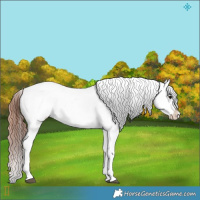 Horse Color:Brown Roan Splash Appaloosa 