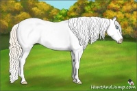 Horse Color:Perlino Roan Appaloosa 