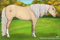 Horse Color:Silver Classic Champagne Dun