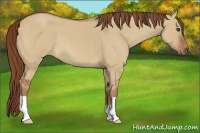 Horse Color:Red Dun Roan 