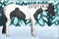 Horse Color:Blue Roan Tobiano