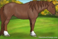 Horse Color:Red Roan 