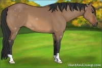 Horse Color:Bay Dun 