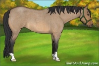 Horse Color:Bay Roan Dun