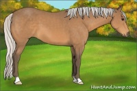 Horse Color:Silver Buckskin 