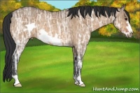 Horse Color:Bay Ice Roan Dun Frame Rabicano