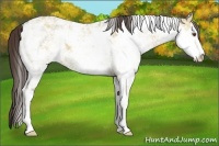 Horse Color:Classic Champagne Dun Sabino 