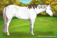 Horse Color:Chestnut Sabino Splash 