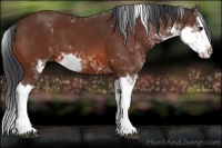 Horse Color:Bay Sabino Splash 