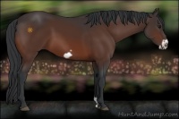 Horse Color:Bay Frame