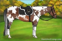 Horse Color:White Spotted Bay 