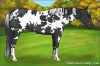 Horse Color:White Spotted Black