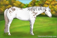 Horse Color:White Spotted Buckskin Appaloosa