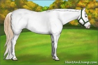 Horse Color:White Spotted Buckskin Dun Splash Appaloosa 